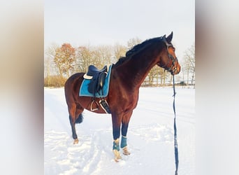 Mecklenburg Warmblood, Gelding, 14 years, 16,3 hh, Brown