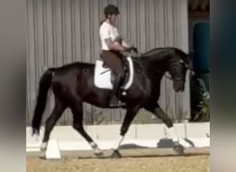 Mecklenburg Warmblood, Gelding, 15 years, 17 hh, Black