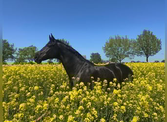 Mecklenburg Warmblood, Gelding, 15 years, 17 hh, Black