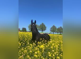 Mecklenburg Warmblood, Gelding, 15 years, 17 hh, Black