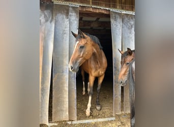 Mecklenburg Warmblood, Gelding, 16 years, 16 hh