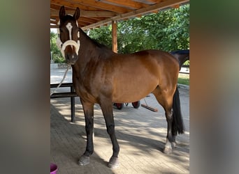 Mecklenburg Warmblood, Gelding, 16 years, 16,2 hh, Brown