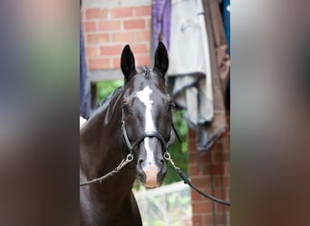 Mecklenburg Warmblood, Gelding, 16 years, 16,2 hh, Smoky-Black