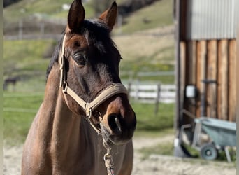 Mecklenburg Warmblood, Gelding, 17 years, 16.1 hh, Brown