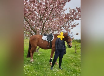 Mecklenburg Warmblood, Gelding, 17 years, 17 hh, Chestnut-Red