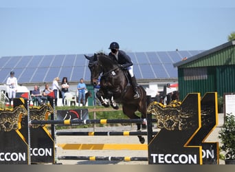 Mecklenburg Warmblood, Gelding, 17 years, 17 hh, Smoky-Black