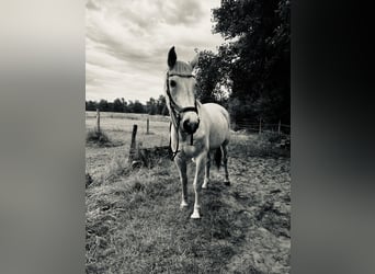 Mecklenburg Warmblood, Gelding, 18 years, 16.1 hh, Gray