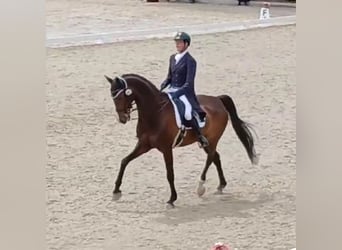 Mecklenburg Warmblood, Gelding, 18 years, 17 hh, Bay-Dark