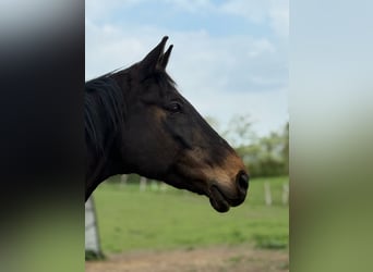 Mecklenburg Warmblood, Gelding, 18 years, 17 hh, Bay-Dark