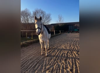Mecklenburg Warmblood, Gelding, 20 years, 16 hh, Grey