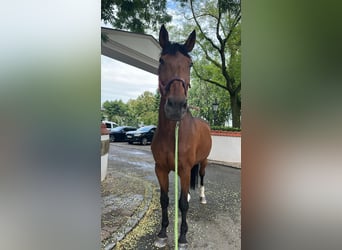 Mecklenburg Warmblood, Gelding, 21 years, 16,3 hh, Brown