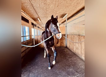 Mecklenburg Warmblood, Gelding, 2 years, 16,2 hh, Brown