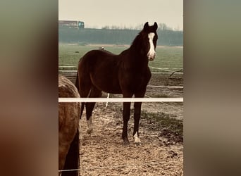 Mecklenburg Warmblood, Gelding, 2 years, 16,2 hh, Brown