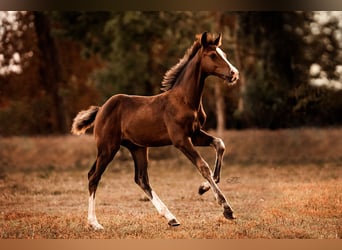 Mecklenburg Warmblood, Gelding, 2 years, 16,2 hh, Brown