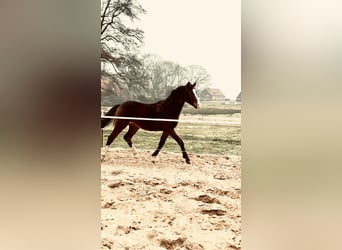 Mecklenburg Warmblood, Gelding, 2 years, 16,2 hh, Brown