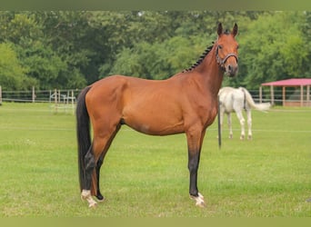 Mecklenburg Warmblood Mix, Gelding, 3 years, 14.2 hh, Chestnut-Red
