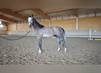 Mecklenburg Warmblood, Gelding, 3 years, 16.1 hh, Grey
