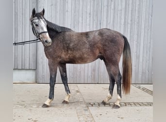 Mecklenburg Warmblood, Gelding, 3 years, 16.1 hh, Grey