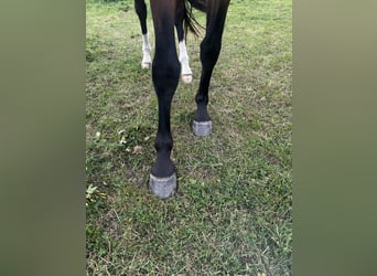 Mecklenburg Warmblood, Gelding, 3 years, 16 hh, Brown
