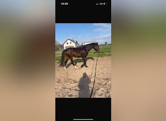 Mecklenburg Warmblood, Gelding, 3 years, 16 hh, Brown