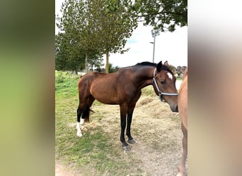 Mecklenburg Warmblood, Gelding, 3 years, 16 hh, Brown