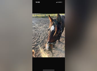 Mecklenburg Warmblood, Gelding, 3 years, 16 hh, Brown