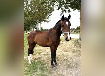 Mecklenburg Warmblood, Gelding, 3 years, 16 hh, Brown