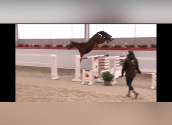 Mecklenburg Warmblood, Gelding, 3 years, 16 hh, Brown