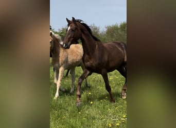 Mecklenburg Warmblood, Gelding, 3 years, 16 hh, Chestnut