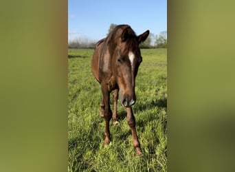 Mecklenburg Warmblood, Gelding, 3 years, 16 hh, Chestnut