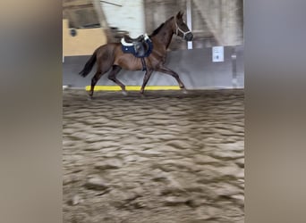 Mecklenburg Warmblood, Gelding, 3 years, 16 hh, Chestnut