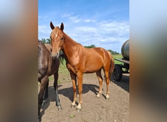 Mecklenburg Warmblood, Gelding, 3 years, 16 hh, Chestnut-Red
