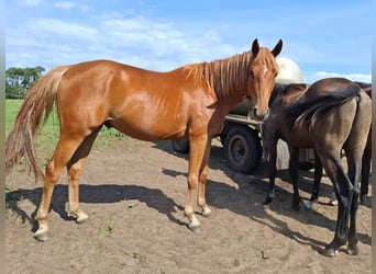 Mecklenburg Warmblood, Gelding, 3 years, 16 hh, Chestnut-Red