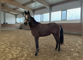 Mecklenburg Warmblood, Gelding, 3 years, 16 hh, Grey