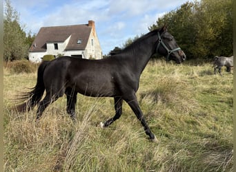 Mecklenburg Warmblood, Gelding, 3 years, 16 hh, Smoky-Black
