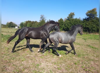 Mecklenburg Warmblood, Gelding, 3 years, 16 hh, Smoky-Black