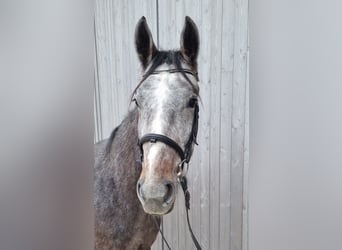 Mecklenburg Warmblood, Gelding, 3 years, 16,1 hh, Grey