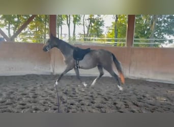 Mecklenburg Warmblood, Gelding, 3 years, 16,1 hh, Grey