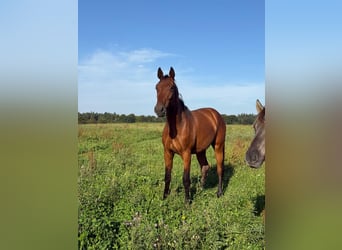 Mecklenburg Warmblood, Gelding, 3 years, 17.2 hh, Brown