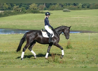 Mecklenburg Warmblood, Gelding, 3 years, 17 hh, Black
