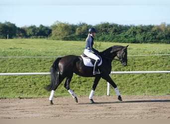 Mecklenburg Warmblood, Gelding, 3 years, 17 hh, Black