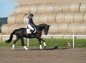 Mecklenburg Warmblood, Gelding, 3 years, 17 hh, Black