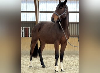 Mecklenburg Warmblood, Gelding, 3 years, 17 hh, Brown