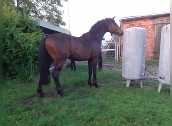 Mecklenburg Warmblood, Gelding, 4 years, 15.2 hh, Smoky-Black