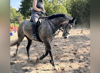 Mecklenburg Warmblood, Gelding, 4 years, 15.3 hh, Grey