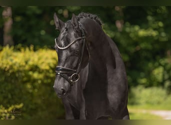 Mecklenburg Warmblood, Gelding, 4 years, 16.1 hh, Black