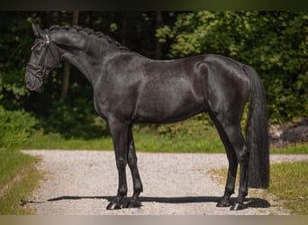 Mecklenburg Warmblood, Gelding, 4 years, 16.1 hh, Black