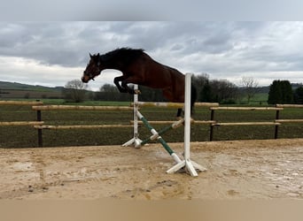 Mecklenburg Warmblood, Gelding, 4 years, 16,1 hh, Brown