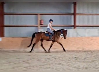 Mecklenburg Warmblood, Gelding, 4 years, 16.1 hh, Brown
