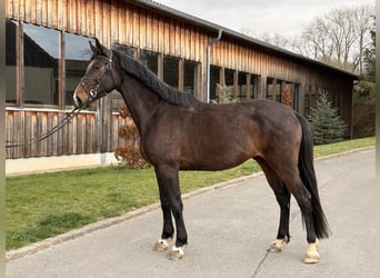 Mecklenburg Warmblood, Gelding, 4 years, 16.2 hh, Bay-Dark